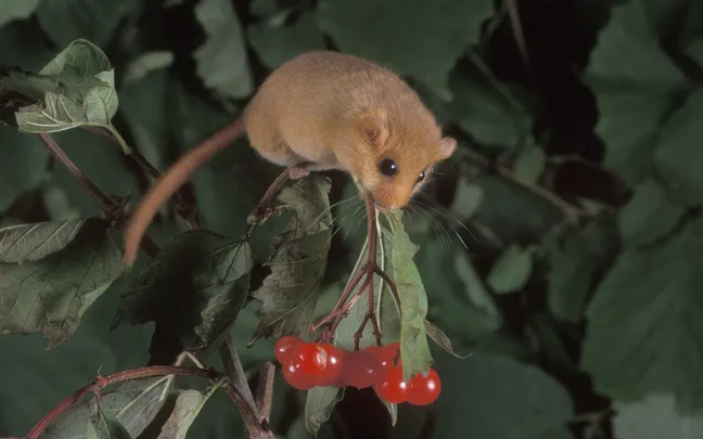 Dormice and orchids protected in nature reserve